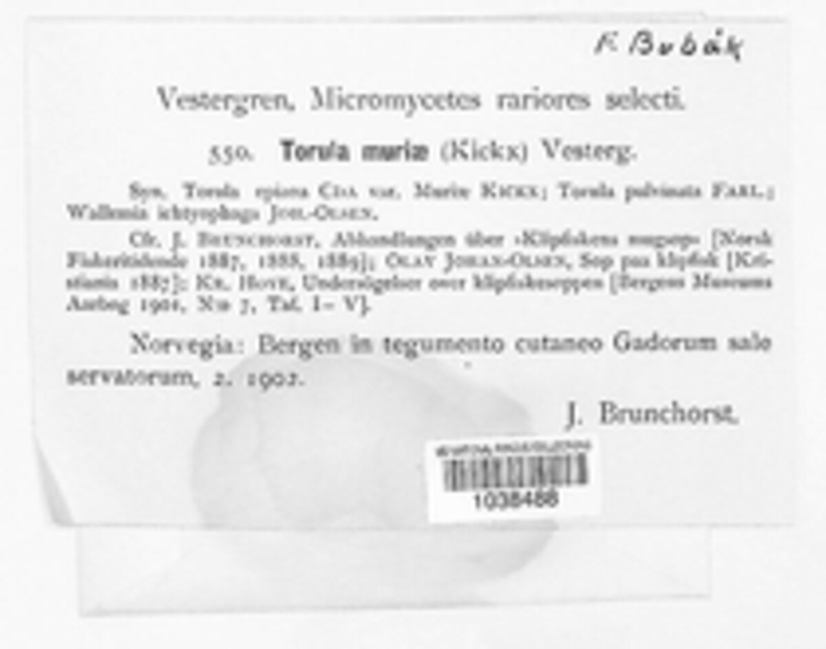 Torula muriae image